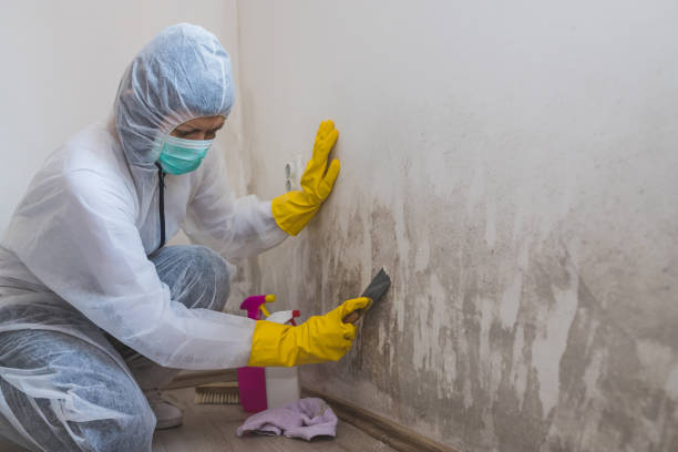 Best Mold Testing  in Sisco Heights, WA