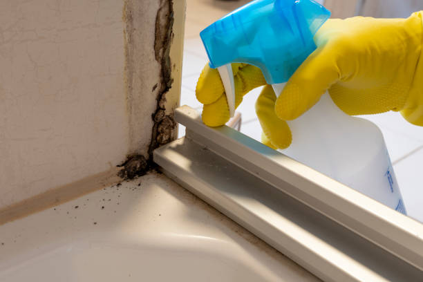 Best Mold Damage Repair  in Sisco Heights, WA