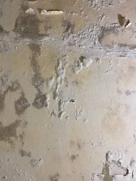 Best Local Mold Removal Service  in Sisco Heights, WA