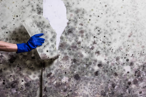 Best Toxic Mold Removal  in Sisco Heights, WA