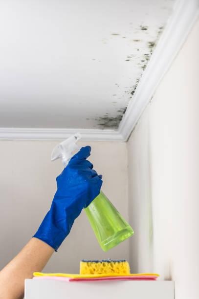 Best Residential Mold Removal  in Sisco Heights, WA