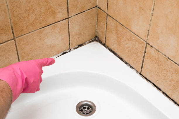 Best Black Mold Removal  in Sisco Heights, WA