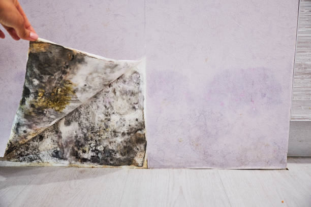 Trusted Sisco Heights, WA Mold Removal Experts